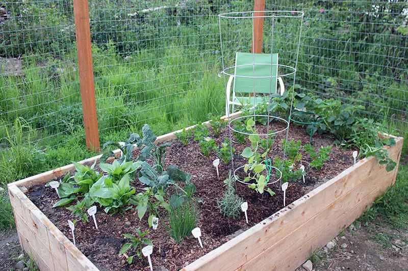 Un jardín de cama elevado de madera, con una selección de verduras y una gran jaula de metal para plantas para sostener un melón cantalupo enredadera.  En el fondo hay una cerca de alambre y una silla verde.