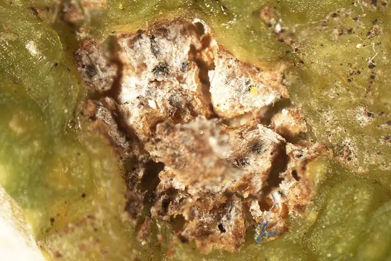 Una imagen horizontal de primer plano de las esporas de hongos Pleosporum herbarum visibles en el tejido vegetal.