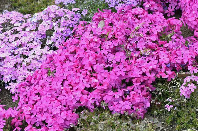 Ejemplos rosas y morados de Plox subulata en flor.