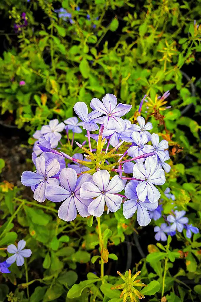 Cuando las hermosas flores azules del plumbago se desvanezcan, ¿debería cortarlas?  Perfeccione sus conocimientos de poda perenne con nuestra guía: 
