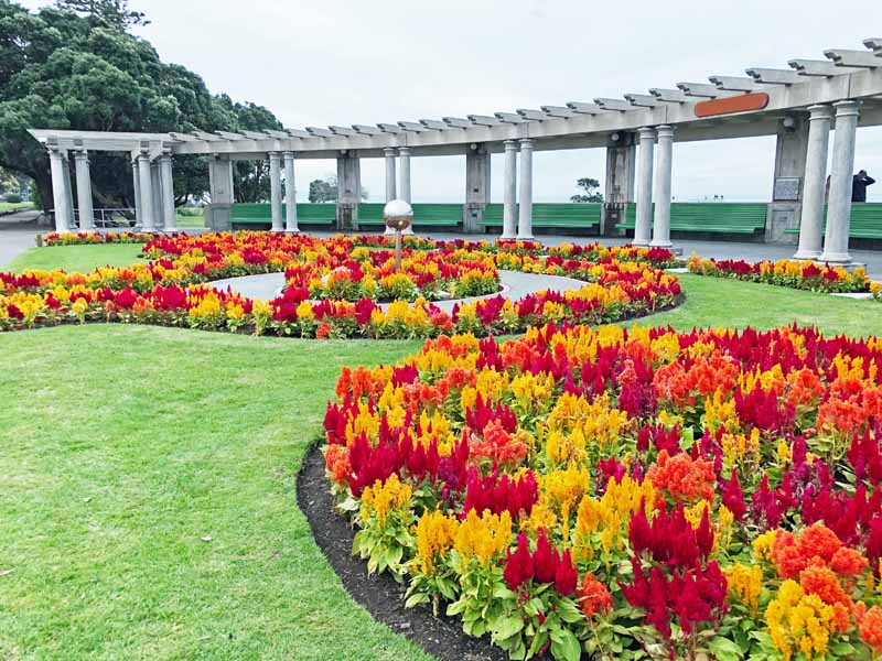 Un entorno de parque con plantaciones multicolores de Celosia tipo penacho en un parque ajardinado.