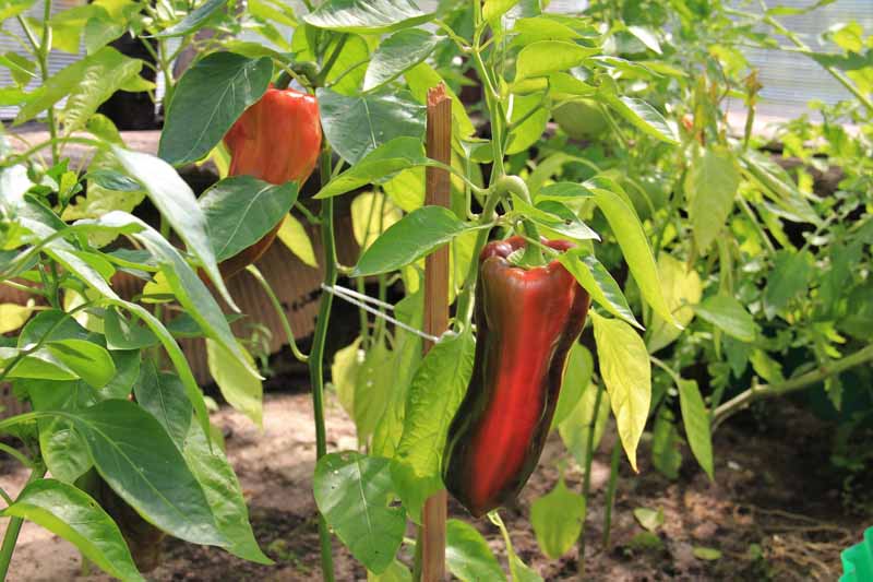 Una imagen horizontal de primer plano de chiles poblanos que se vuelven rojos a medida que maduran en la planta.