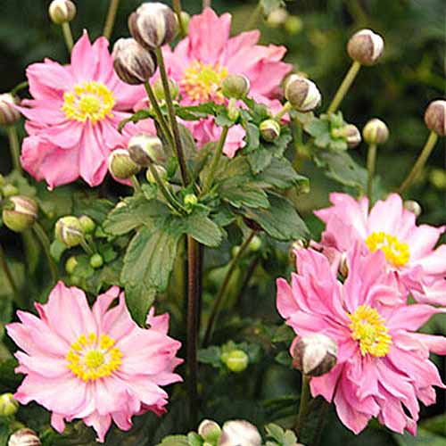 Una imagen cuadrada de primer plano de las flores de anémona rosa 'Pochahontas' que crecen en el jardín representadas en un fondo de enfoque suave.