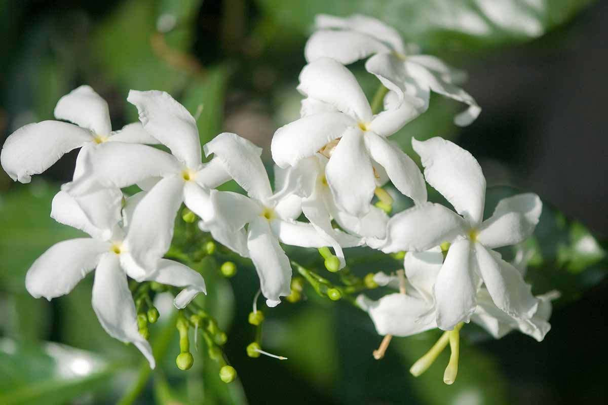 Una imagen horizontal de cerca de las delicadas flores blancas de Jasminum officinale en un fondo de enfoque suave.