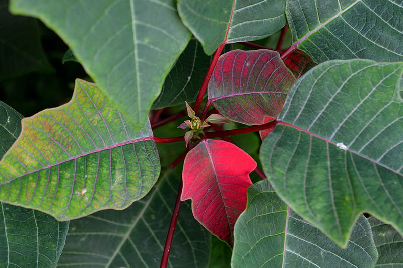 Una imagen horizontal de arriba hacia abajo de una planta de poinsettia con su follaje comenzando a cambiar de color para revelar las coloridas brácteas rojas, representadas en un fondo de enfoque suave.
