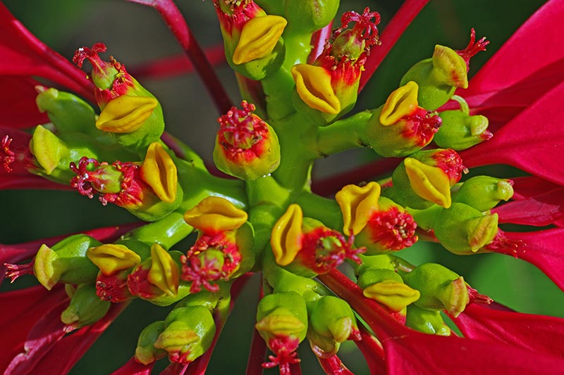 Una imagen horizontal de primer plano de las flores de una planta Euphorbia pulcherrima rodeada de brácteas rojas brillantes representadas en un fondo de enfoque suave.