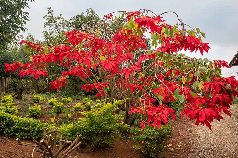 Una gran planta de Euphorbia pulcherrima que crece al aire libre en el jardín con una masa de hojas de color rojo brillante que contrastan con el verde que la rodea.  El fondo es una escena de jardín con un enfoque suave.