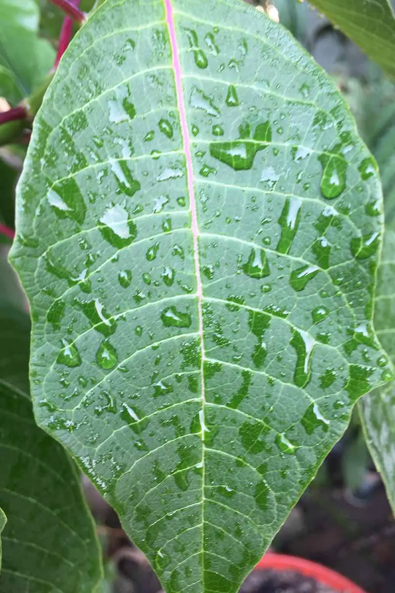 Una imagen vertical de cerca de una hoja de Euphorbia pulcherrima cubierta de gotas de agua.