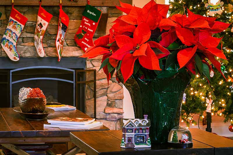 Una imagen horizontal de cerca de una planta Euphorbia pulcherrima con brácteas rojas brillantes en el interior sobre una mesa de madera con una chimenea y un árbol de Navidad decorado en el fondo.