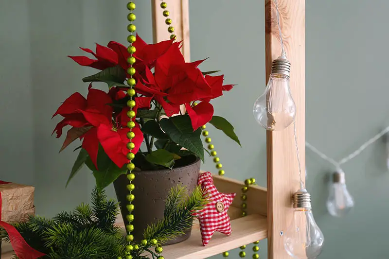 Una imagen horizontal de primer plano de un estante de madera decorado para las fiestas con adornos, luces y una planta de Euphorbia pulcherrima.