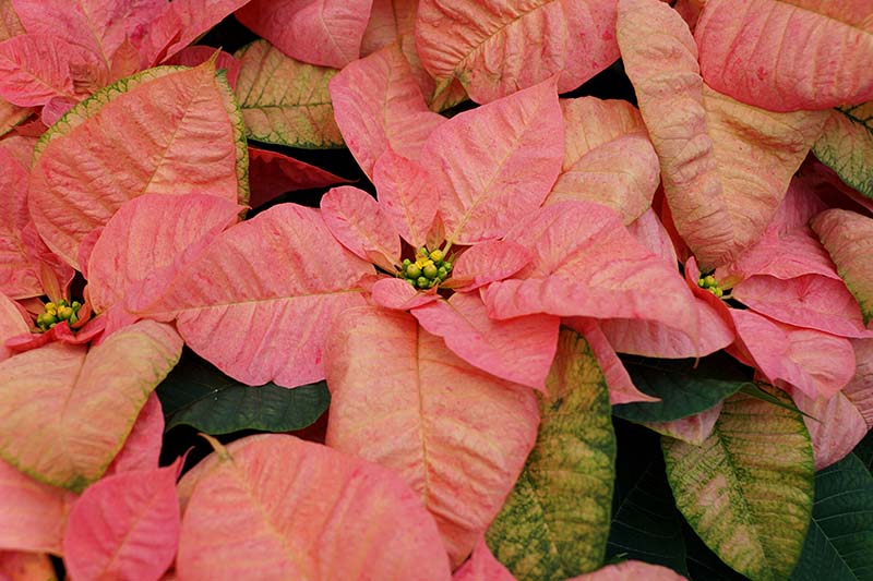 Una imagen horizontal de primer plano de las brácteas rosadas de Euphorbia pulcherrima 'Canela de belleza navideña' representada en un fondo de enfoque suave.