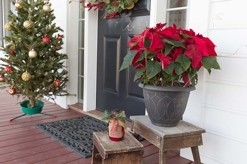 Una imagen horizontal de la entrada a una casa decorada para las fiestas con un árbol de Navidad a la izquierda del marco y una flor de pascua de color rojo brillante a la izquierda de la entrada.