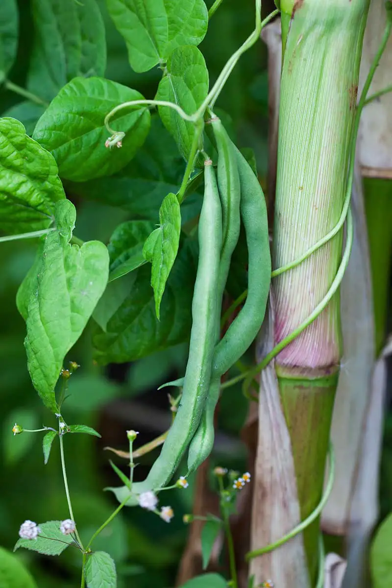 Una imagen vertical de cerca de un tallo de maíz con un frijol de polo que crece como apoyo.  Tres frijoles, listos para cosechar a la izquierda del marco y follaje en foco suave en el fondo.