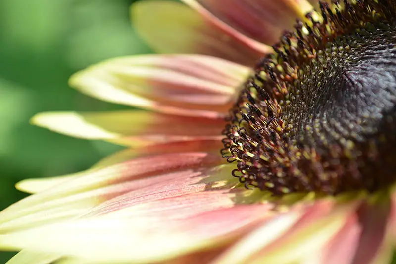 Una imagen horizontal de primer plano de una flor de Helianthus annuus sin polen que crece en el jardín fotografiada bajo el sol brillante sobre un fondo de enfoque suave.