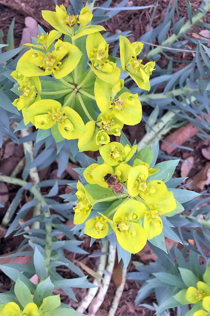 Flores de dos pétalos de color verde amarillo en racimos de cinco o seis círculos de ramas altas superiores con hojas puntiagudas de color verde azulado en una planta de E. rigida en expansión, que crece en hojas secas de color marrón.