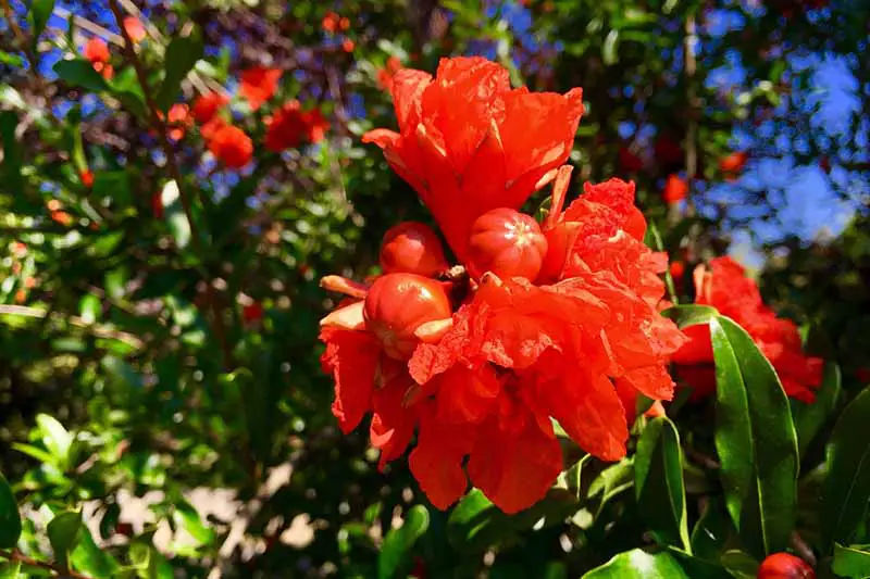 Una imagen horizontal de primer plano de las flores rojas brillantes y los frutos en desarrollo de un árbol de granada fotografiados bajo un sol brillante con follaje en un enfoque suave en el fondo.