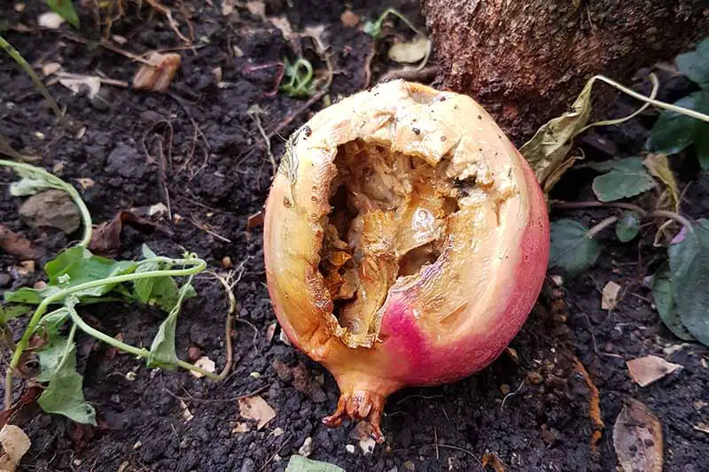 Una imagen horizontal de cerca de una granada que ha sido comida por una ardilla.