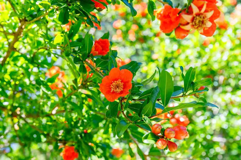 Una imagen horizontal de primer plano de un árbol de granada que crece en el jardín con flores y pequeños frutos inmaduros fotografiados bajo el sol brillante.