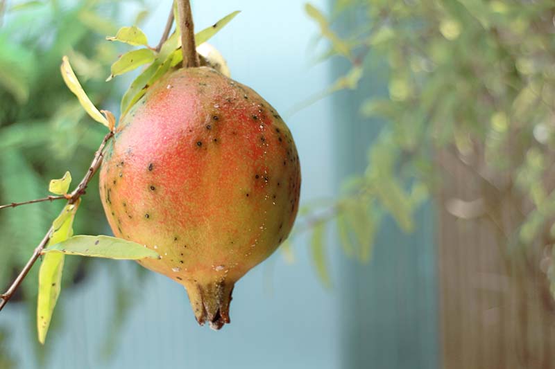 Una imagen horizontal de primer plano de una fruta de granada que sufre una infección por hongos que causa manchas en la superficie.