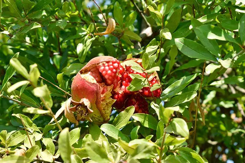 Una imagen horizontal de primer plano de una fruta de Punica granatum se abrió en el árbol antes de la cosecha, representada bajo un sol brillante.