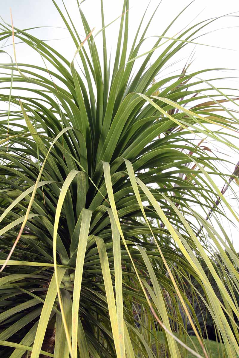 Una imagen vertical de cerca del follaje de una palmera de cola de caballo (Beaucarnea recurvata) que crece al aire libre.