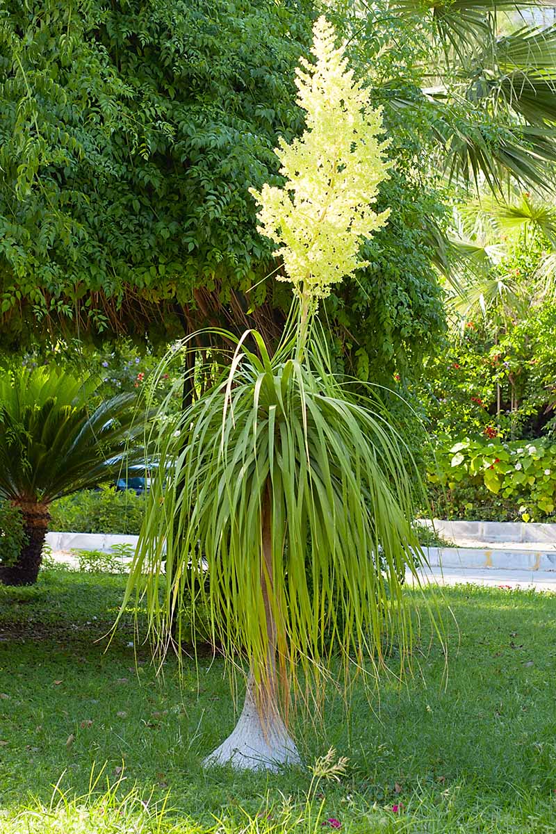 Una imagen vertical de cerca de una Beaucarnea recurvata (palma de cola de caballo) que crece al aire libre con un gran tallo floral e inflorescencia amarilla.