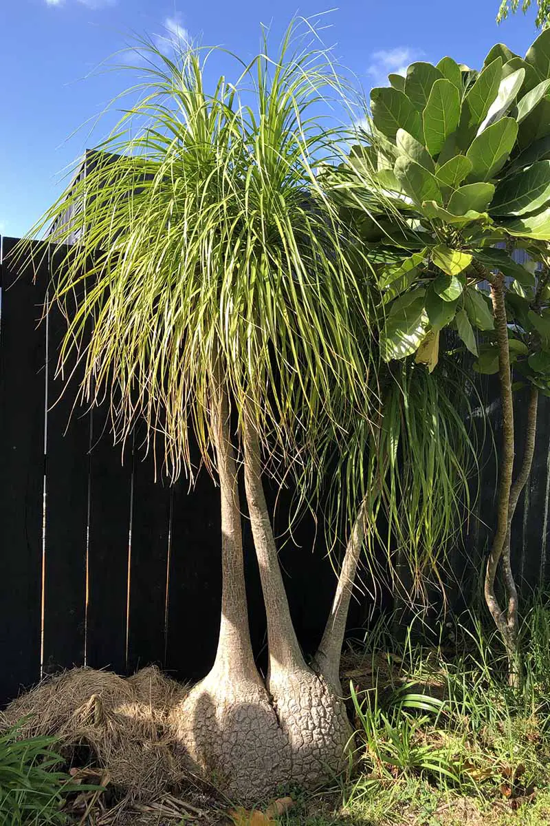 Una imagen vertical de cerca de las palmeras de cola de caballo que crecen en el jardín con una valla de madera en el fondo fotografiada a la luz del sol.