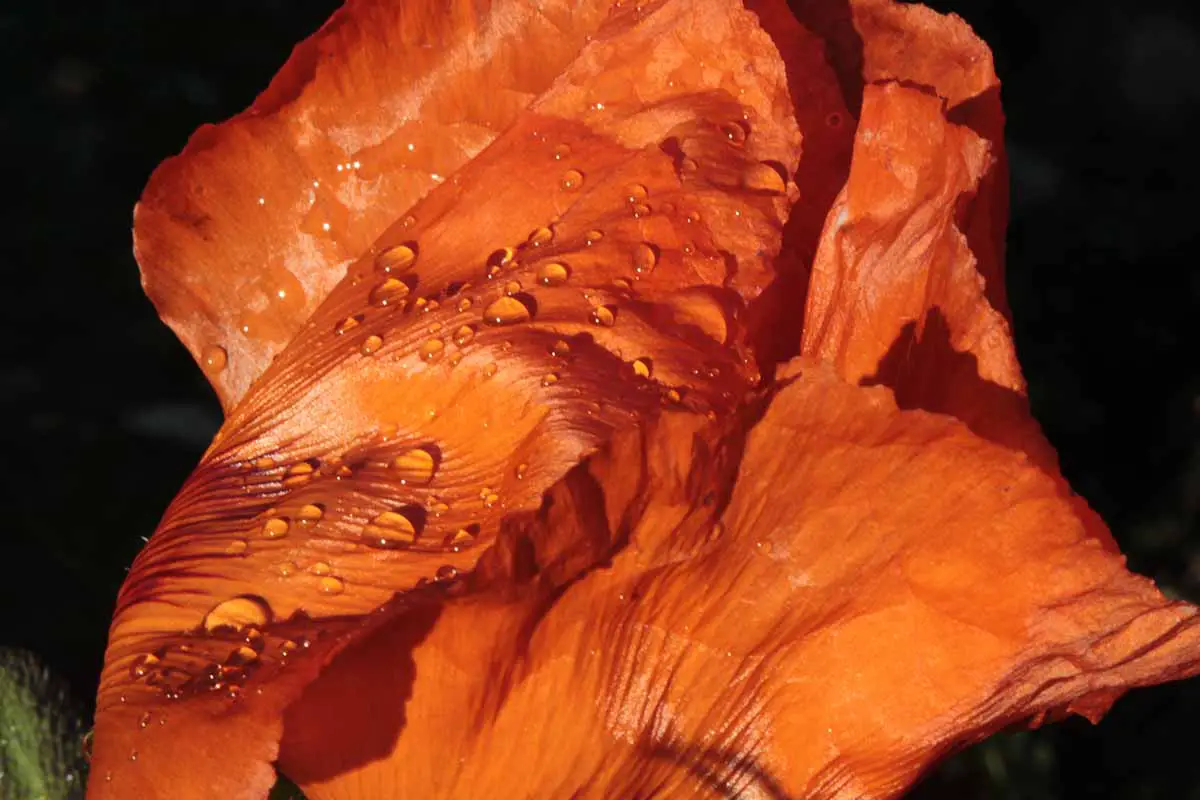 Una imagen horizontal de primer plano de los pétalos de una amapola naranja con gotitas de agua sobre ellos en un fondo oscuro.