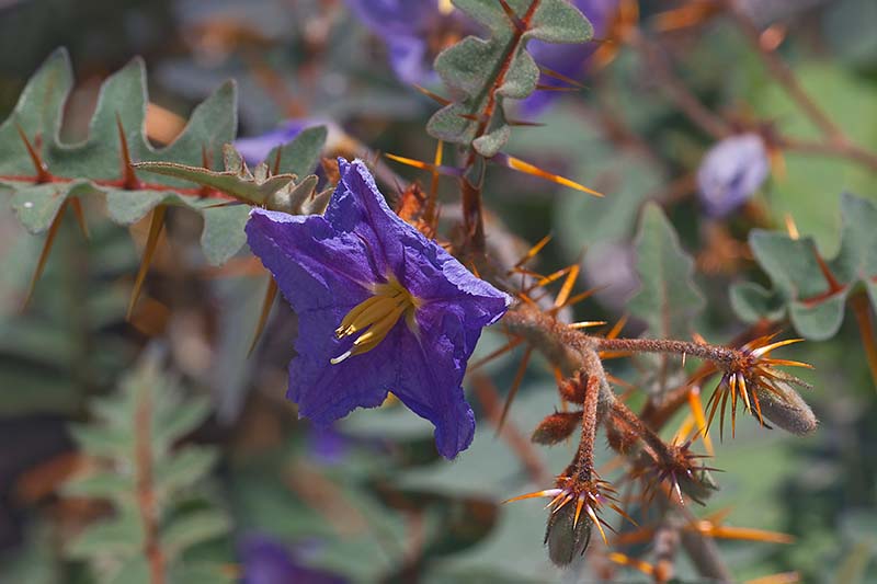 Un primer plano de las flores de color púrpura y las espinas de color naranja brillante de la planta de tomate puercoespín a la luz del sol.