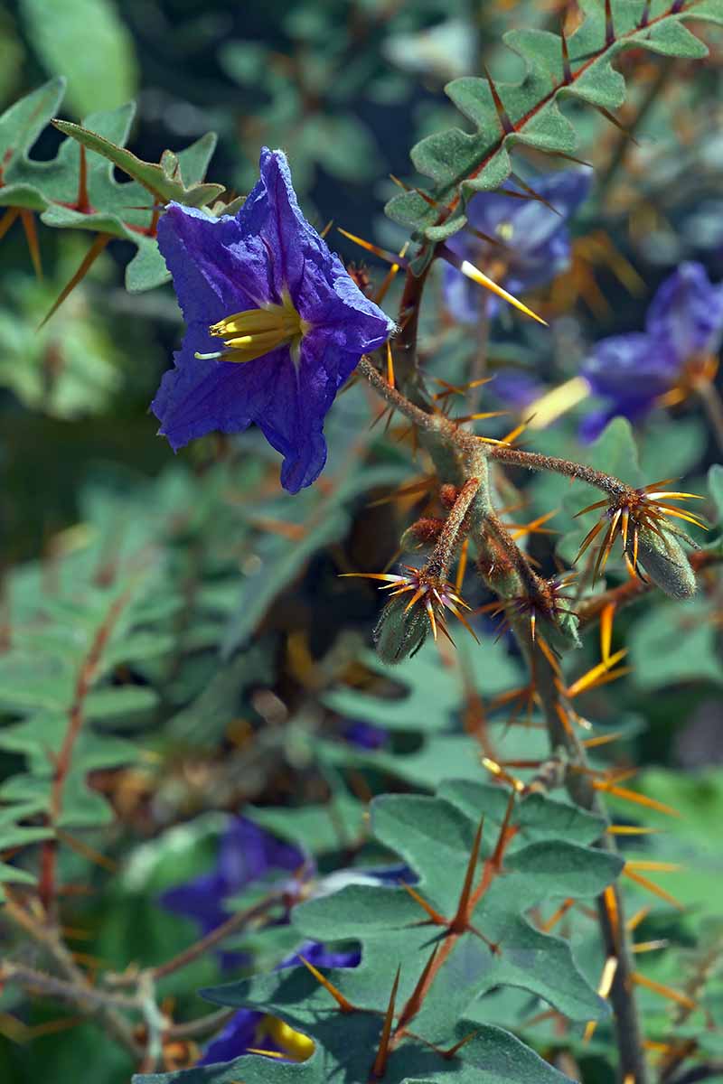 Un primer plano vertical de la flor púrpura brillante y las espinas naranjas de la planta de tomate puercoespín que crece en el jardín.