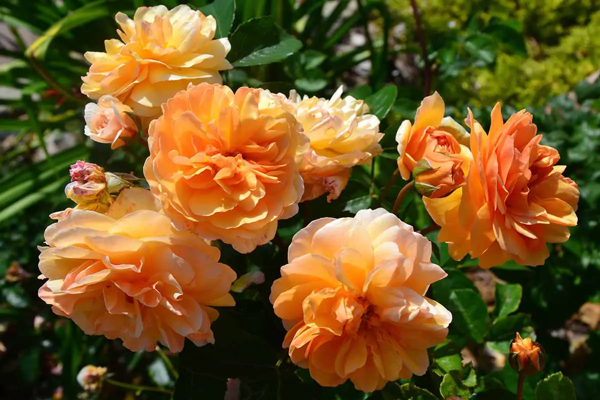 Una imagen horizontal de primer plano de rosas naranjas 'Port Sunlight' que crecen en el jardín representadas bajo el sol brillante.