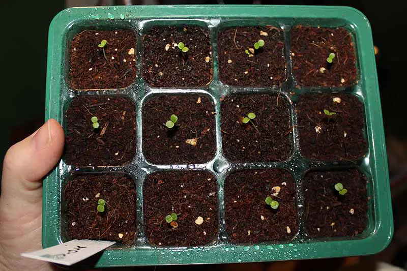Un primer plano de una bandeja de plántulas de plástico con semillas germinadas sobre un fondo oscuro.