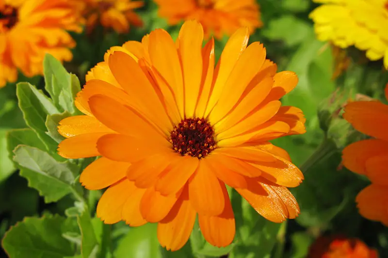 Una imagen horizontal de primer plano de flores de caléndula naranja brillante que crecen en el jardín representadas bajo el sol brillante en un fondo de enfoque suave.