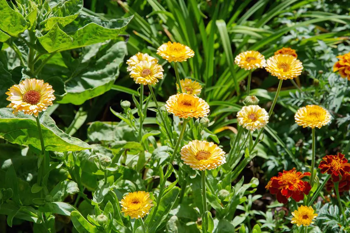 Una imagen horizontal de primer plano de flores de caléndula amarillas que crecen junto a caléndulas rojas y bicolores fotografiadas bajo un sol brillante.