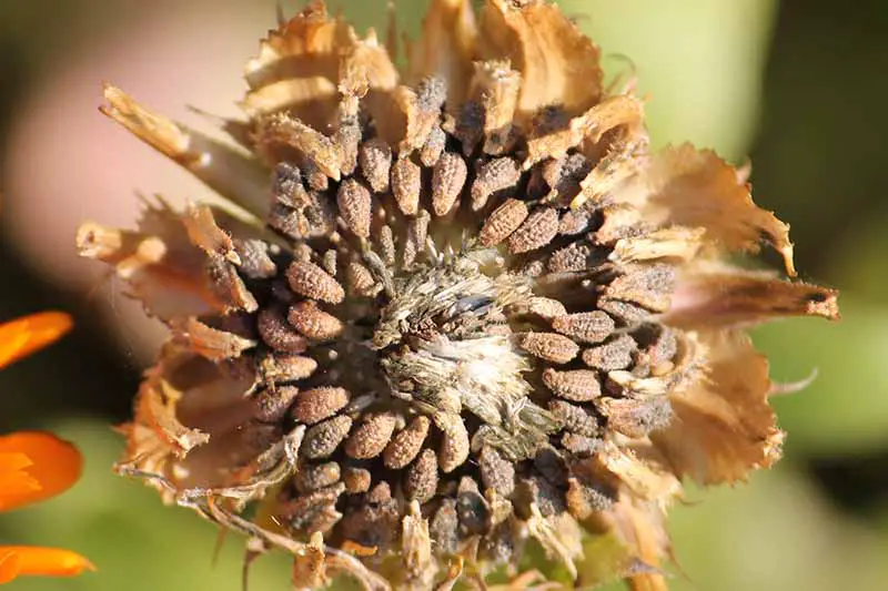 Una imagen horizontal de primer plano de una cabeza de semilla seca de una flor de caléndula representada en un fondo de enfoque suave.
