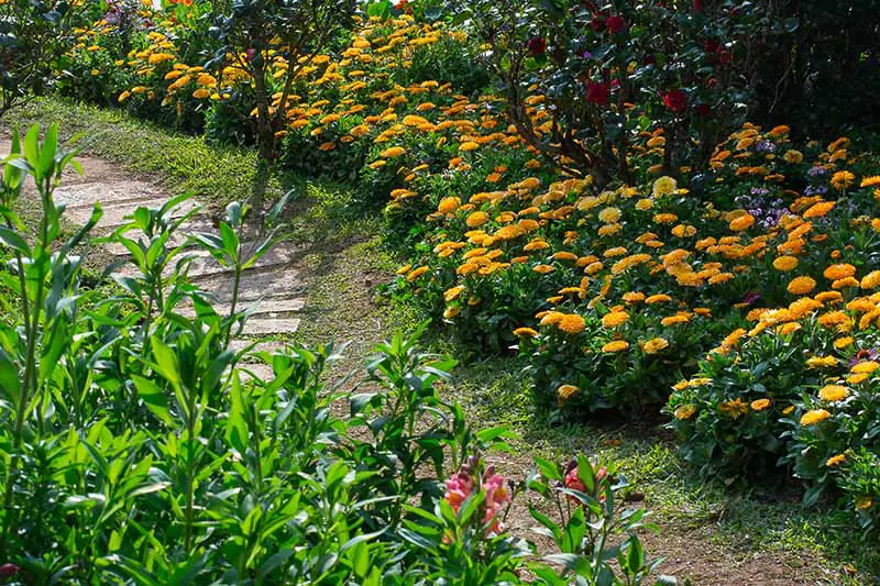 Una imagen horizontal de una cama de jardín plantada con caléndulas de color naranja brillante, con arbustos y árboles en el fondo y un camino pavimentado en primer plano.