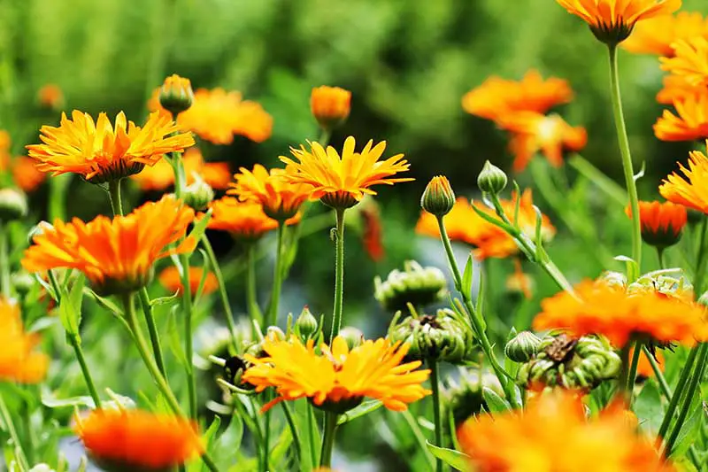 Una imagen horizontal de primer plano de flores de caléndula que crecen en un prado fotografiado a la luz del sol sobre un fondo de enfoque suave.