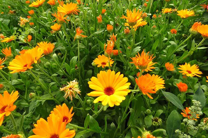 Una imagen horizontal de primer plano de un prado plantado con caléndulas de color naranja brillante y amarillo.