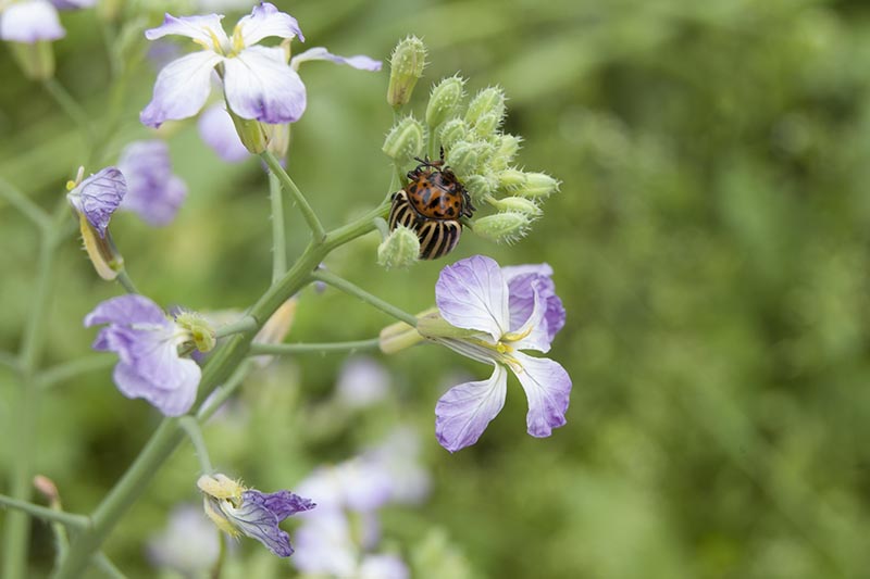 Una imagen horizontal de primer plano de un escarabajo de patata que infesta las flores de rábano representadas en un fondo de enfoque suave.