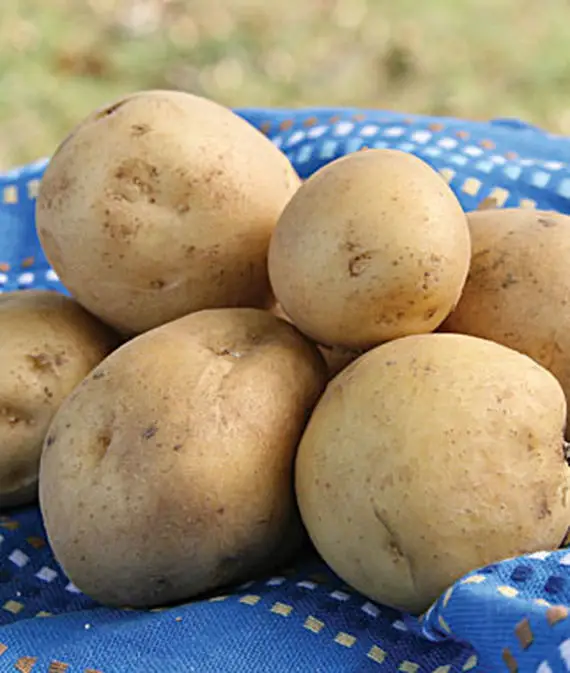 Patatas Kennebec cosechadas sobre un paño de tierra azul.