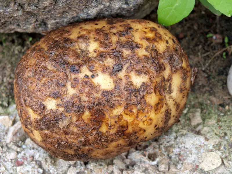 Costra de patata en una patata blanca.  Cerrar con la patata sentada sobre una roca.