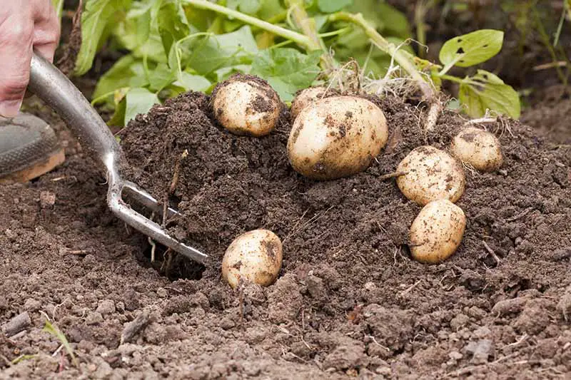 Una imagen horizontal de primer plano de un tenedor de jardín desenterrando patatas frescas de la tierra oscura y rica.