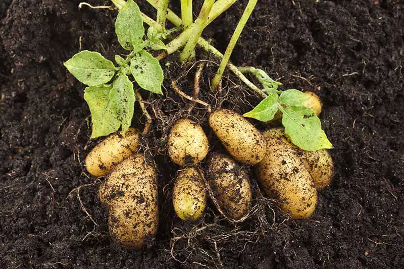 Un primer plano de patatas recién excavadas, rodeadas de tierra fértil.