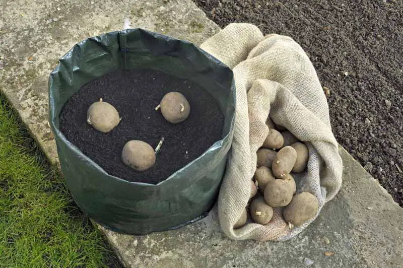 Patatas sembradas en un contenedor de tela resistente lleno de tierra de jardín.