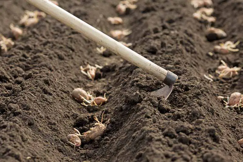 Se usa una azada de jardín para cavar zanjas en un suelo fértil de jardín con papas plantadas dentro.