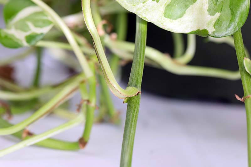 Una imagen horizontal de primer plano de un tallo de planta de interior que muestra el nodo.