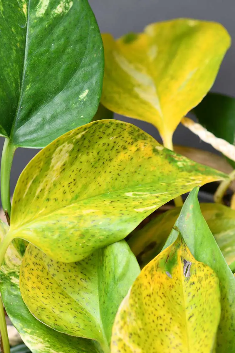Una imagen vertical de cerca de una planta de interior infectada con una enfermedad que muestra hojas amarillentas con manchas oscuras.