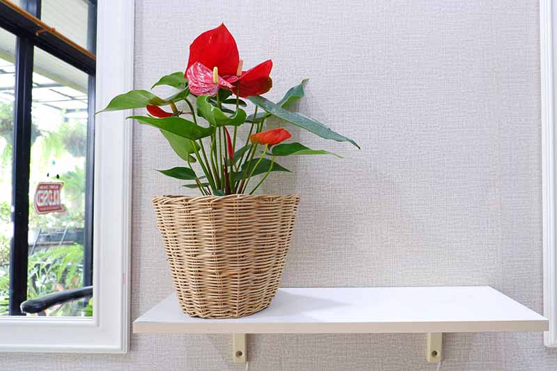 Una imagen horizontal de primer plano de una planta de anthurium que crece en una maceta colocada en una cesta de mimbre en un estante blanco con una ventana en el fondo.