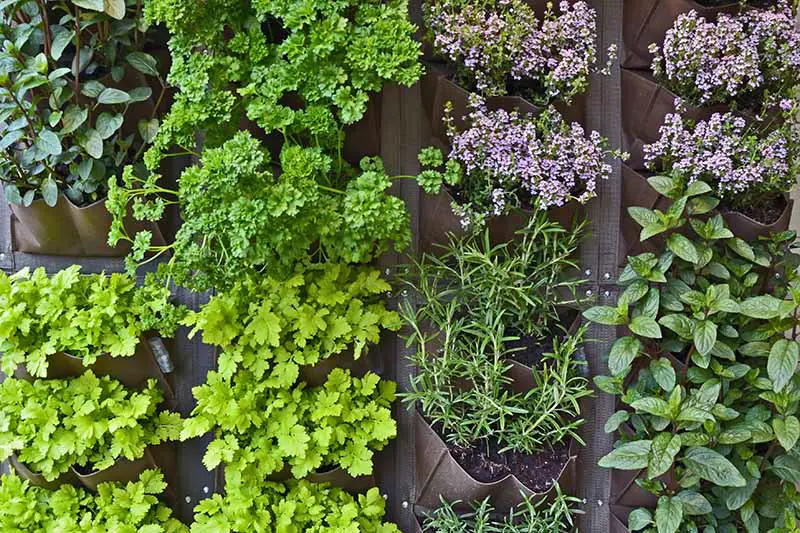 Una imagen horizontal de primer plano de un jardín de hierbas vertical que cultiva una variedad de plantas diferentes.