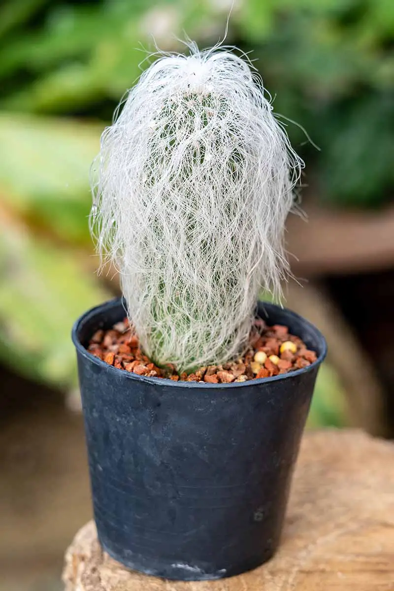 Una imagen vertical de primer plano de un Cephalocereus senilis (cactus de hombre viejo) que crece en una maceta pequeña sobre una superficie de madera.